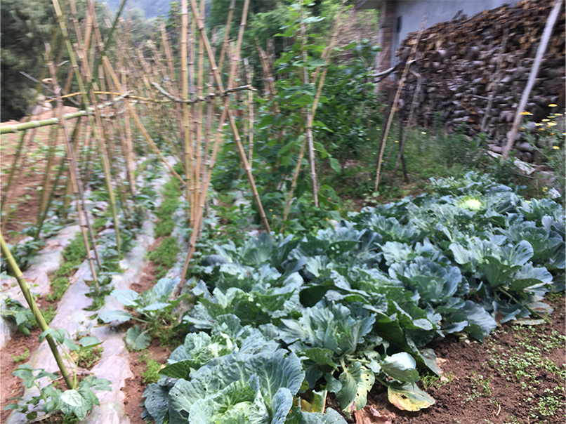 生态菜
